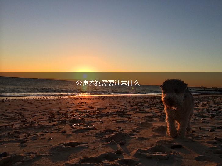 公寓养狗需要注意什么,第1张