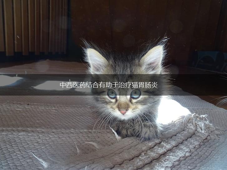 中西医药结合有助于治疗猫胃肠炎,第1张
