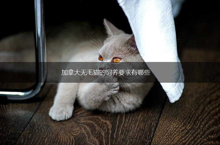 加拿大无毛猫的饲养要求有哪些,第1张