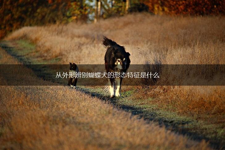 从外形辨别蝴蝶犬的形态特征是什么,第1张