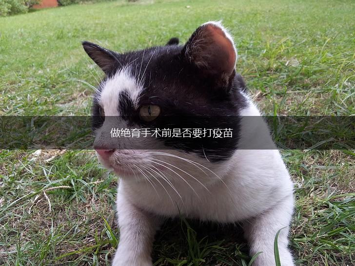 做绝育手术前是否要打疫苗,第1张