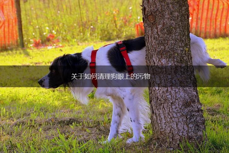 关于如何清理狗眼上的污物,第1张