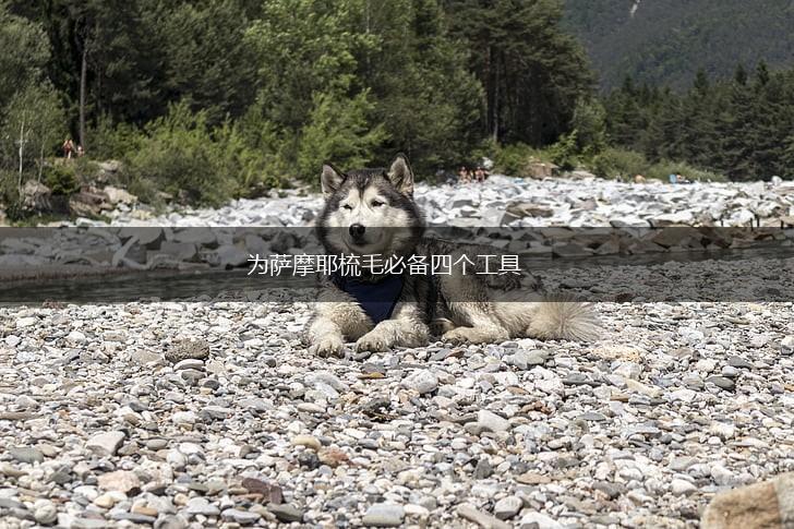 为萨摩耶梳毛必备四个工具,第1张