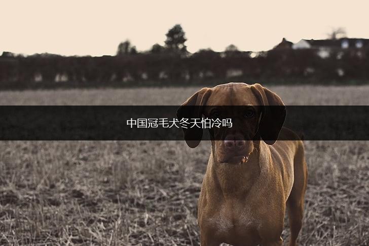 中国冠毛犬冬天怕冷吗,第1张