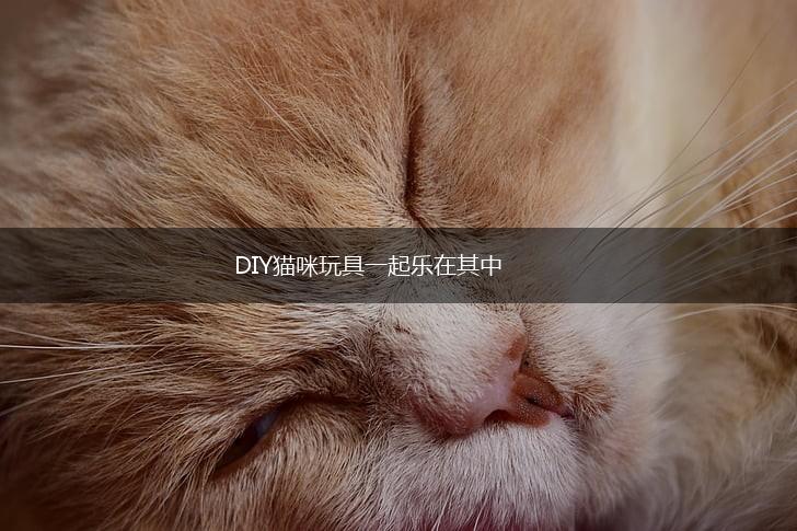 DIY猫咪玩具一起乐在其中,第1张