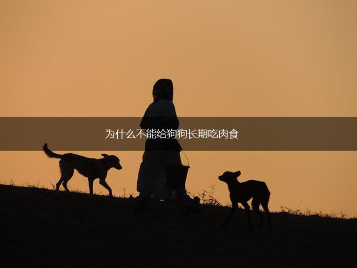 为什么不能给狗狗长期吃肉食,第1张