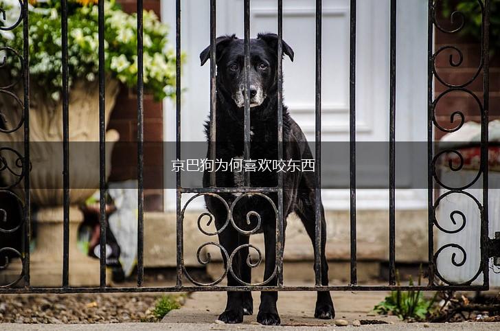 京巴狗为何喜欢咬东西,第1张