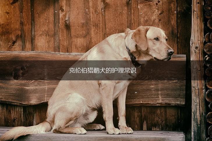 克伦伯猎鹬犬的护理常识,第1张