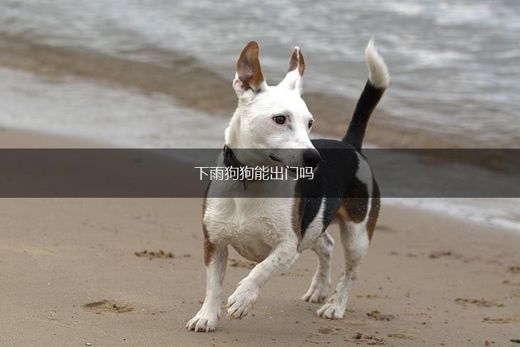 下雨狗狗能出门吗,第1张