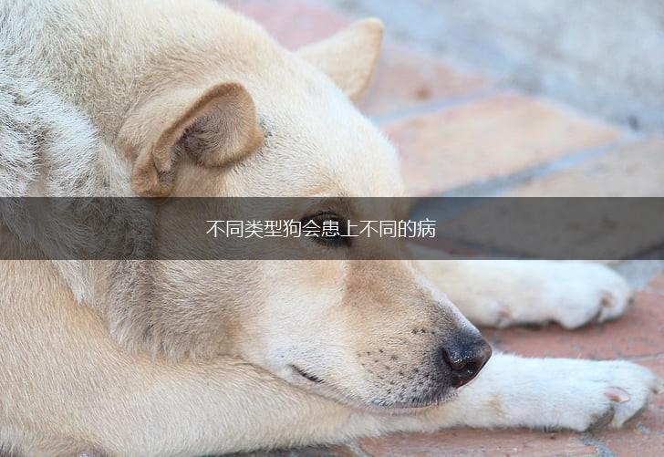 不同类型狗会患上不同的病,第1张