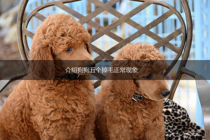 介绍狗狗五个掉毛正常现象,第1张