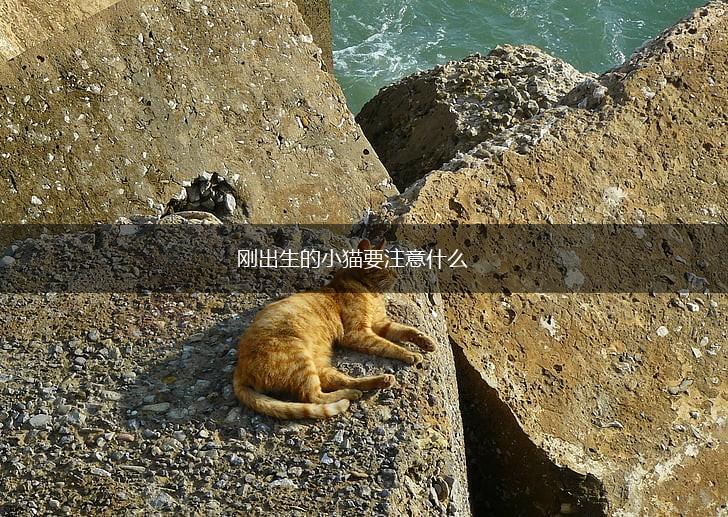 刚出生的小猫要注意什么,第1张
