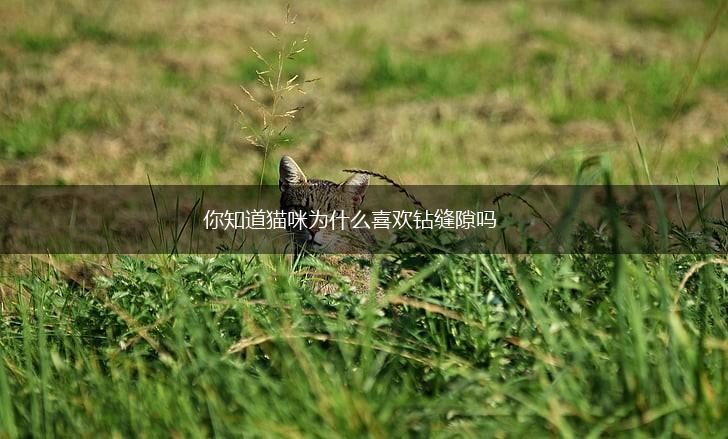 你知道猫咪为什么喜欢钻缝隙吗,第1张