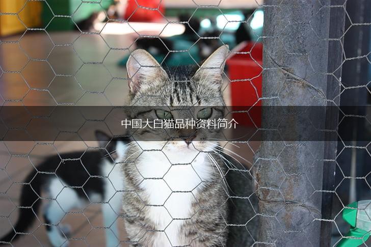 中国大白猫品种资料简介,第1张