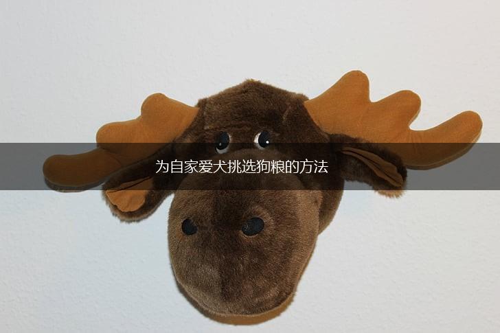 为自家爱犬挑选狗粮的方法,第1张