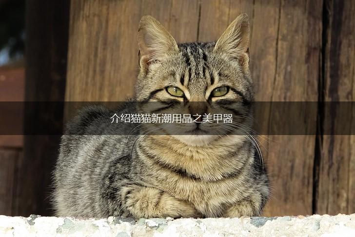 介绍猫猫新潮用品之美甲器,第1张