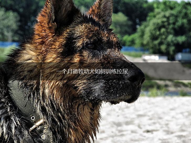 一个月德牧幼犬如何训练拉尿,第1张