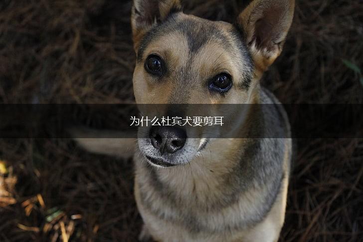 为什么杜宾犬要剪耳,第1张