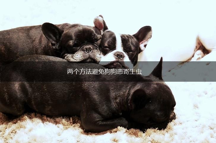 两个方法避免狗狗患寄生虫,第1张