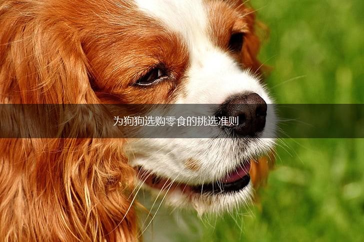 为狗狗选购零食的挑选准则,第1张