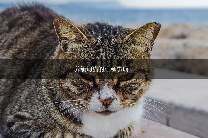 养缅甸猫的注意事项,第1张
