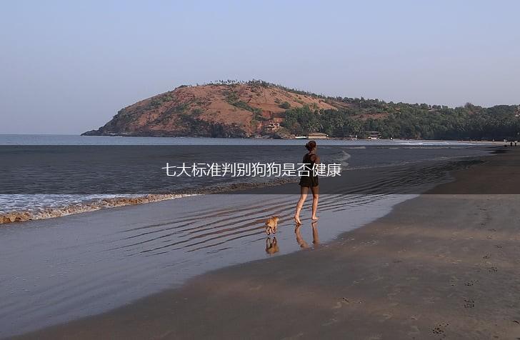 七大标准判别狗狗是否健康,第1张