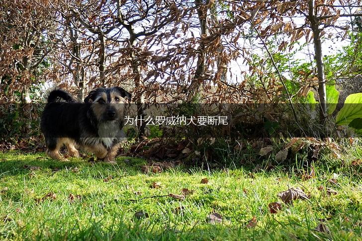 为什么罗威纳犬要断尾,第1张