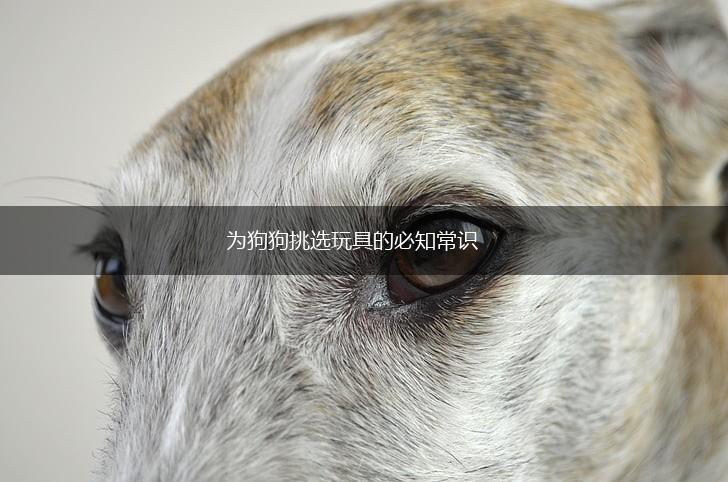 为狗狗挑选玩具的必知常识,第1张