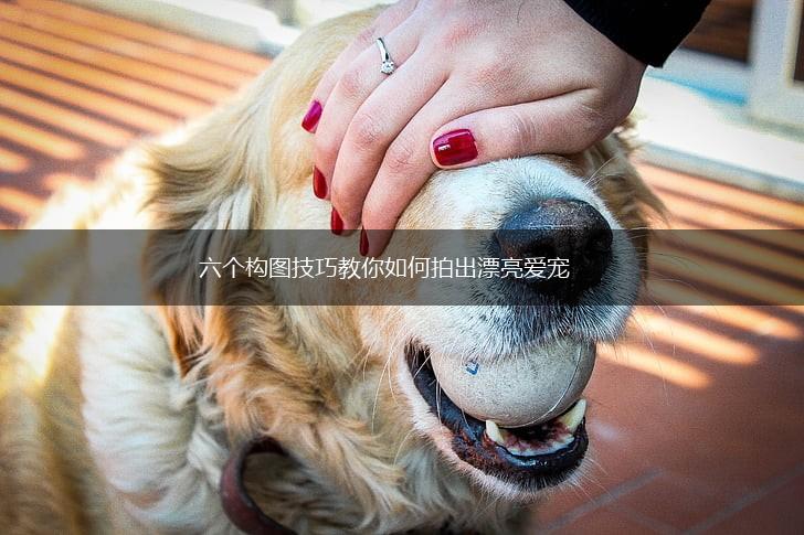 六个构图技巧教你如何拍出漂亮爱宠,第1张