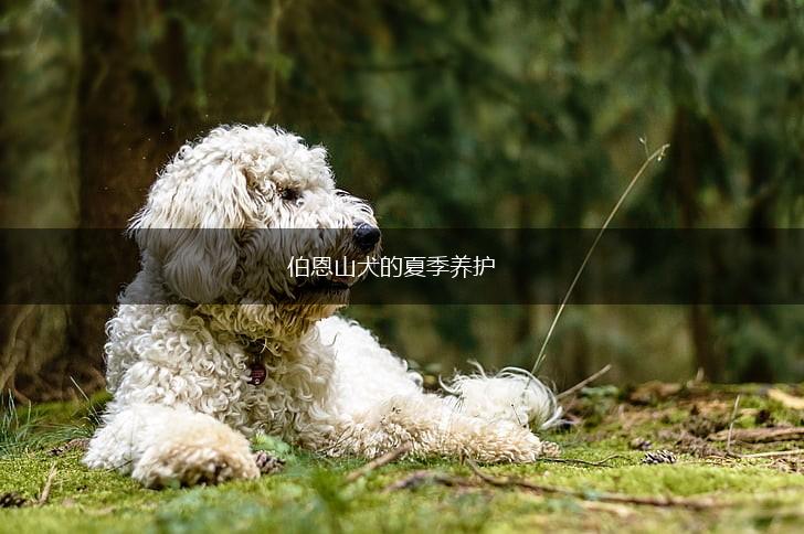 伯恩山犬的夏季养护,第1张