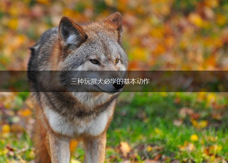 三种玩赏犬必学的基本动作,第1张