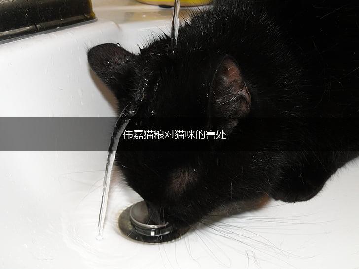 伟嘉猫粮对猫咪的害处,第1张