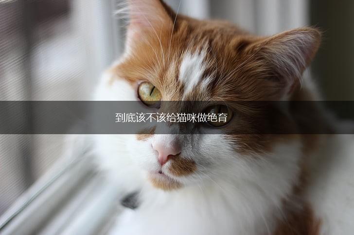 到底该不该给猫咪做绝育,第1张