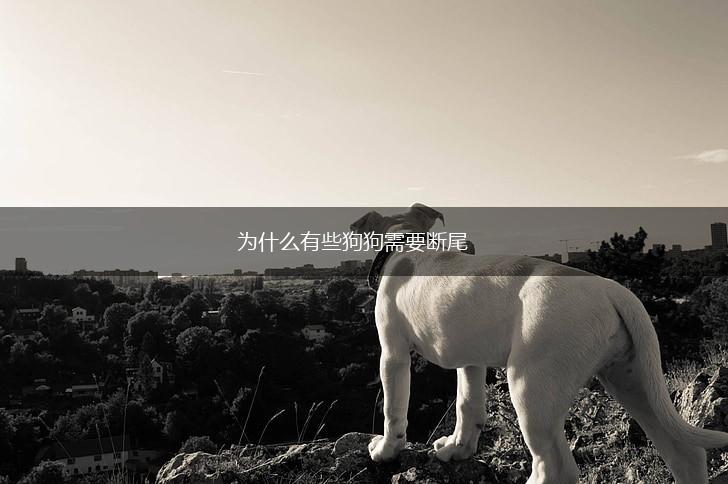 为什么有些狗狗需要断尾,第1张