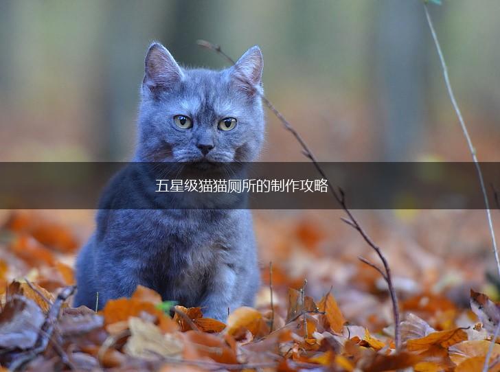五星级猫猫厕所的制作攻略,第1张