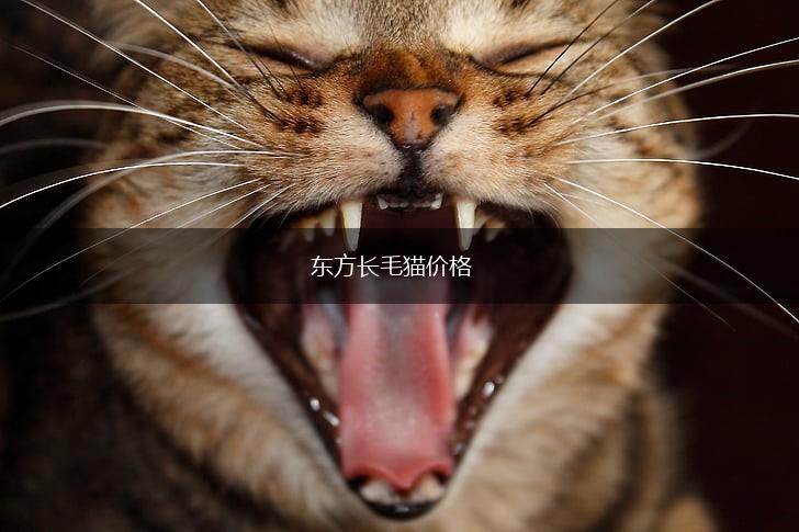 东方长毛猫价格,第1张