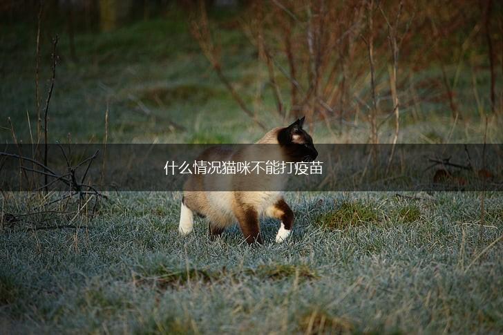 什么情况猫咪不能打疫苗,第1张