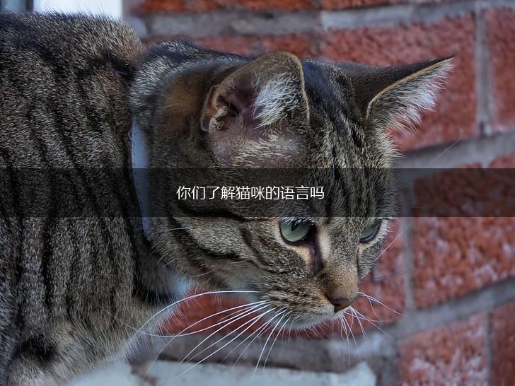 你们了解猫咪的语言吗,第1张