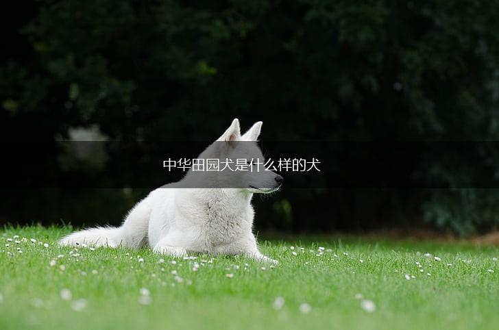 中华田园犬是什么样的犬,第1张