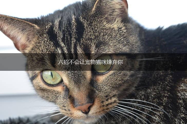六招不会让宠物猫咪嫌弃你,第1张