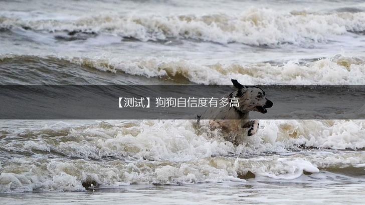 【测试】狗狗自信度有多高,第1张