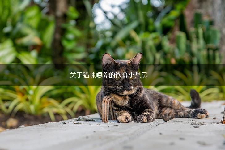 关于猫咪喂养的饮食小禁忌,第1张