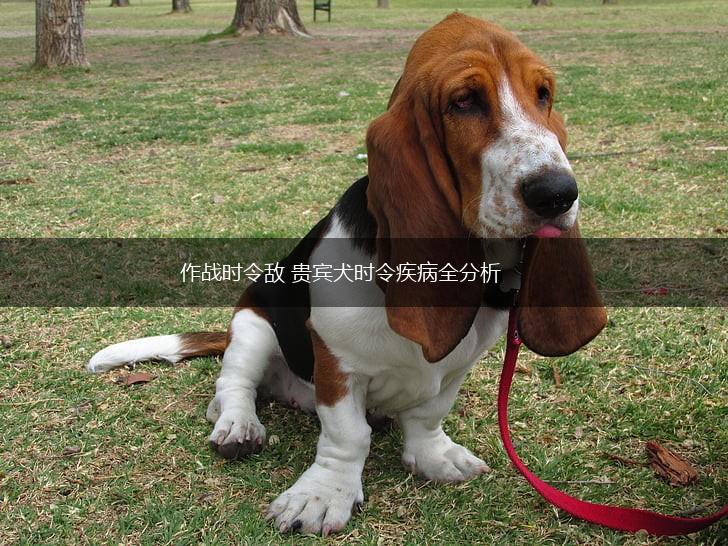 作战时令敌 贵宾犬时令疾病全分析,第1张