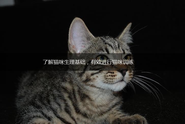 了解猫咪生理基础，有效进行猫咪训练,第1张