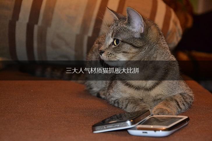 三大人气材质猫抓板大比拼,第1张