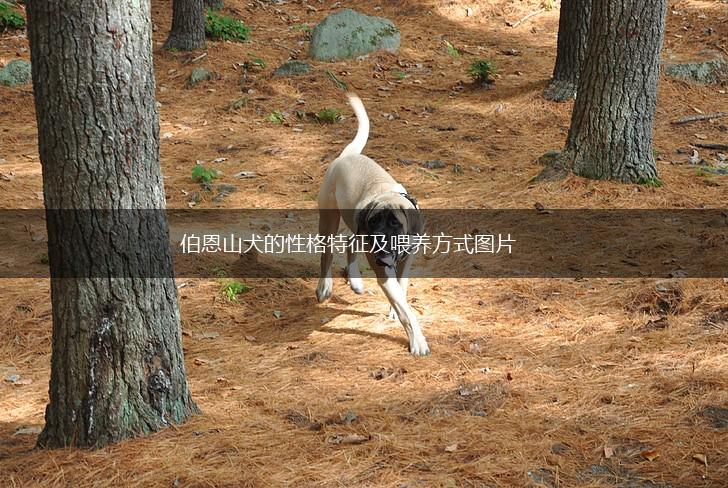伯恩山犬的性格特征及喂养方式图片,第1张