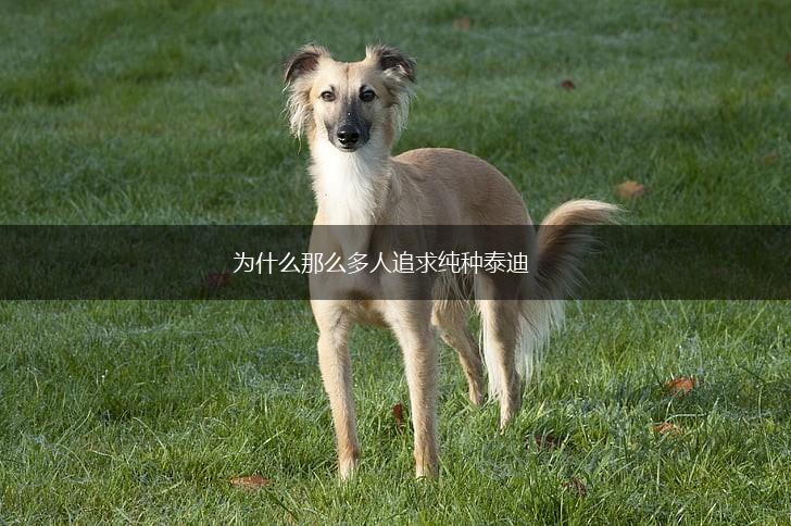 为什么那么多人追求纯种泰迪,第1张
