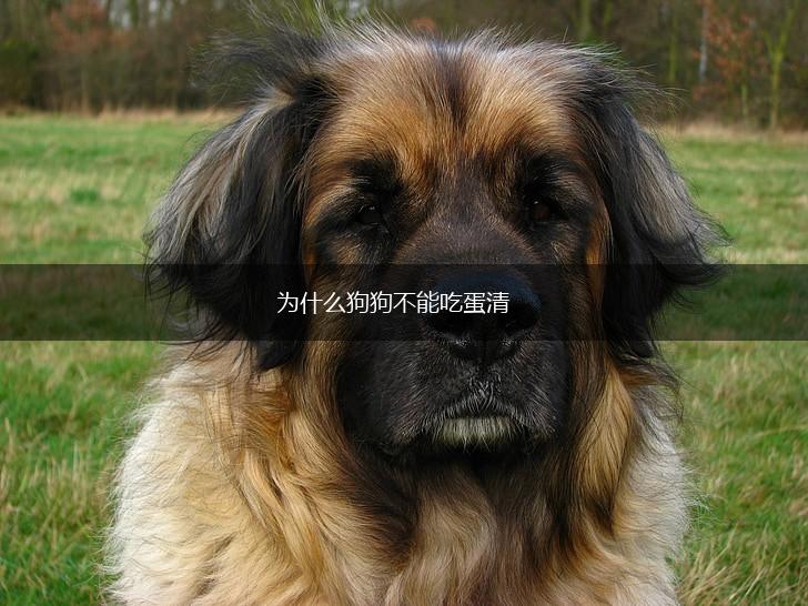 为什么狗狗不能吃蛋清,第1张