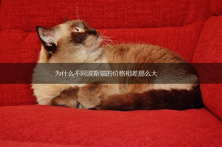 为什么不同波斯猫的价格相差那么大,第1张