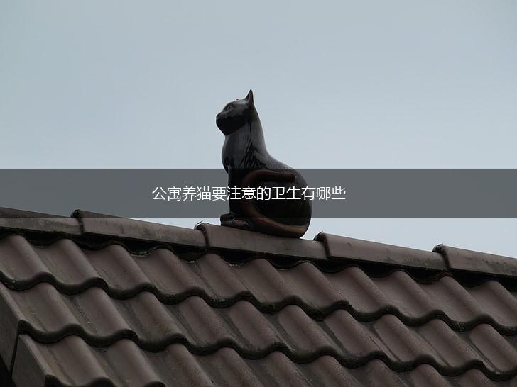 公寓养猫要注意的卫生有哪些,第1张